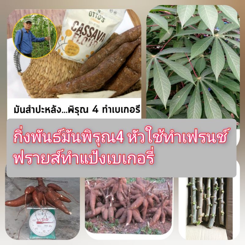 ท่อนพันธ์ุมันสำปะหลังพิรุณ4พิรุณ(15ท่อน100บาท)