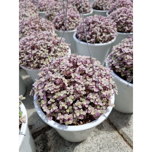 ริบบิ้นชาลี Callisia repen pink lady ขนาดกระถาง 8 นิ้ว พร้อมลวดแขวน