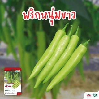 GGEW เมล็ดพันธุ์ พริกหนุ่มขาวลูกผสม หยกขาว F1 150เมล็ด ตราศรแดง