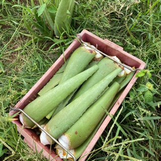 AloeVera  babadensis