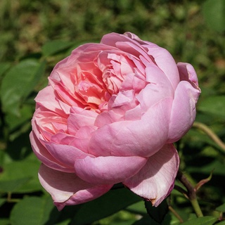 25เมล็ด เมล็ดกุหลาบ อังกฤษ พันธุ์เลื้อย สีชมพู กุหลาบหนู Rose seeds