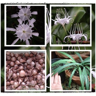 2 หัว หัวว่านเศรษฐีน้ำเต้าทอง ว่านมหามงคล ว่านระฆังทอง  Pancratium zeylanicum L