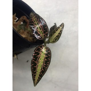 Goodyera pullisa กล้วยไม้ดิน jewel orchid