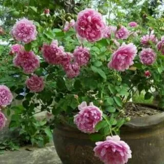 กุหลาบอังกฤษ บิชอปคาสเซิล ดอกหอมมาก