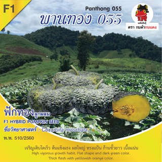 เมล็ดพันธุ์ ฟักทอง พานทอง 055 บรรจุ 2 กรัม