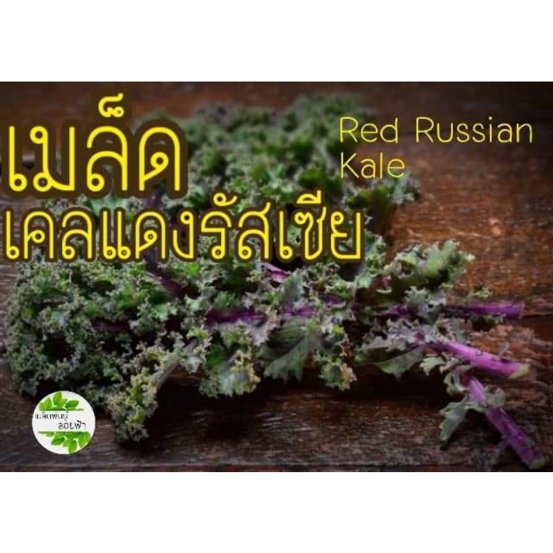 เมล็ดเคลสีแดง หรือ เคลแดงรัฐเซีย80- 100+เมล็ด10บาทเมล็ดนำเข้าแท้
