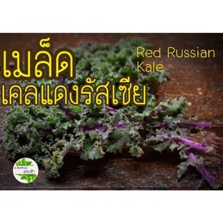 เมล็ดเคลสีแดง หรือ เคลแดงรัฐเซีย80- 100+เมล็ด10บาทเมล็ดนำเข้าแท้