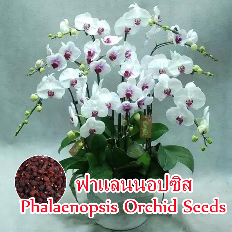 จัดส่งที่รวดเร็ว 50Pcs ฟาแลนนอปซิส Multicolor Phalaenopsis Orchid Seeds Bonsai Flower Seeds เมล็ดดอก