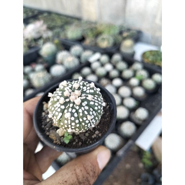 แอสโตรซุปเปอร์คาบูโตะAstrophytum Asterias “Super Kabutoขนาด2.5-3.5เซนติเมตร