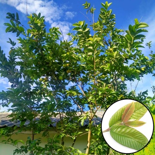 ใบฝรั่งสด 500กรัม คัดทุกใบ ล้างสะอาด สมุนไพร Guava leaves