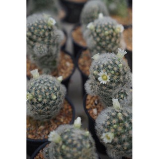 แมมคามิเน่ขาว Mammillaria carmenae “albiflora”