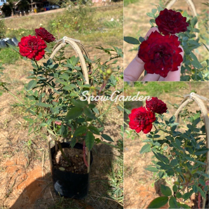 กุหลาบ Red Cascade Climber, Miniature กุหลาบเลื้อย เรดคาสเคท ดอกสีแดงสด ส่งติดดอก