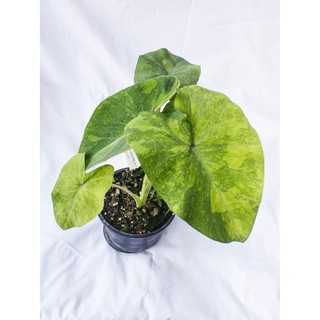 Colocasia Midori sour โคโรคาเซีย มิโดริ