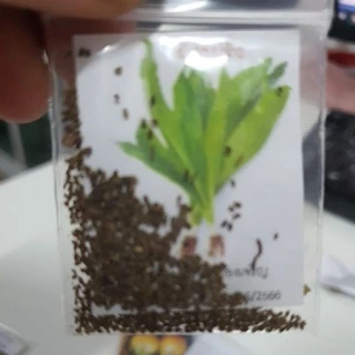 ผักชีฝรั่ง🎯ถูกที่สุด10บ.📌เมล็ดพันธุ์ ผักชีฝรั่ง 300 เมล็ด🎈งอกง่าย🌱โตไว☘️พุ่มใหญ่🌱ใบดก