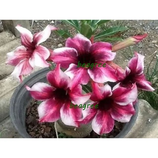 ม่วงศักดา ต้นชวนชม ดอกชั้นเดียว ไม้รุ่นเก่าเริ่มหายาก  adenium desert rose plant