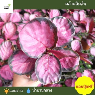 คล้าคริมสัน   Calathea Crimson  ไม้มงคล ไม้ฟอกอากาศ กอใหญ่พร้อมส่งกระถุาง 4 นิ้ว