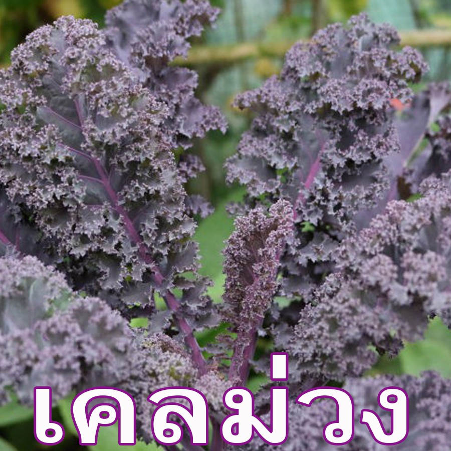 เคลม่วง อิตาลี Kale Scarlet ถูกที่สุด 10บ. 5 เมล็ด ปลูกง่ายขึ้นไว ใส่ผักสลัดอร่อย ทำอาหารได้ทุกอย่าง