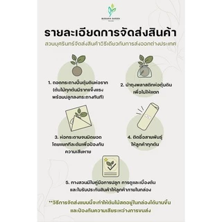 ต้นโกสนพันธุ์ หยาดมณี ไซส์สูง 15-20 เซนติเมตร ซื้อ 10 แถม 1 (จัดส่งแบบถอดกระถาง+รับประกันสินค้า)