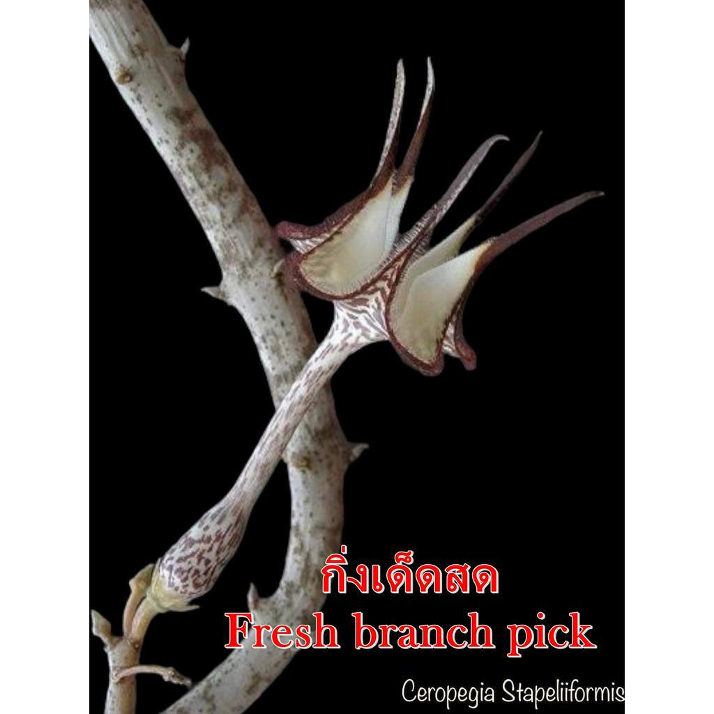 เก๋งจีน Ceropegia Stapeliiformis *กิ่งเด็ดสด* แคคตัส ไม้อวบน้ำ Cactus and Succulent