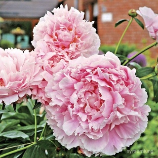 เมล็ด ขายดี/เมล็ดpeony 20เมล็ด/ชุด *ฟรีคู่มือปลูก/อินทรีย์ คละ สวนครัว ดอก