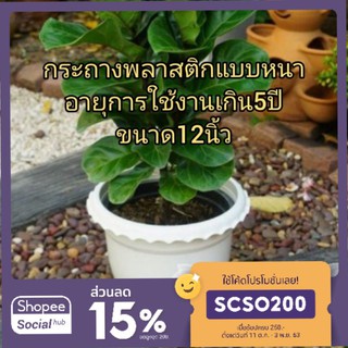 กระถางพลาสติก 12 นิ้ว เกรดAAA มีให้เลือกแบบมีรองไม่มีรอง