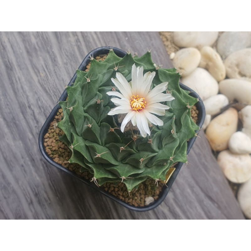 cactus Obregonia denegri กลีบกระทง แคคตัส สายพันธุ์ไม่มีหนาม อัพเดทสินค้า 21 ตุลาคม 67