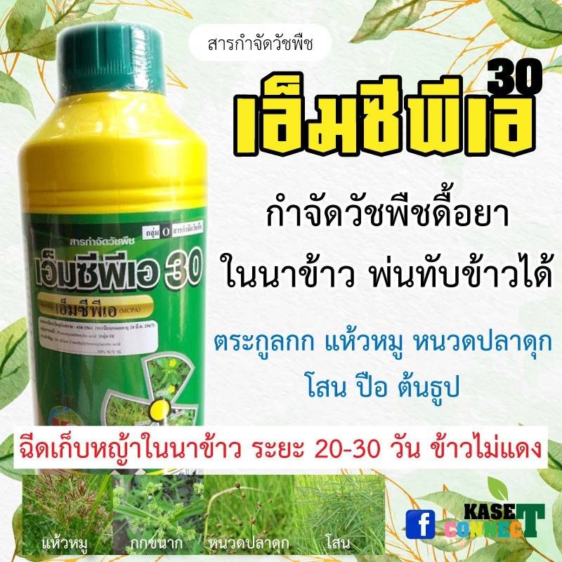 เอ็มซีพีเอ 30 สารกำจัดวัชพืชในนาข้าว ยาฆ่าหญ้ากก