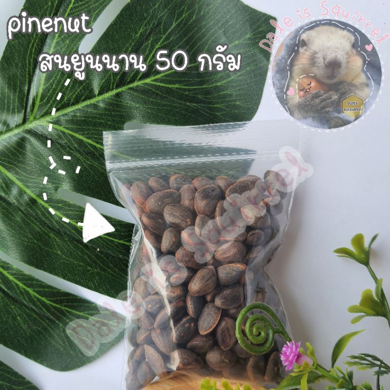 pinenut เม็ดสน สนยูนนาน ไพน์นัท (50 กรัม)แทะลับฟัน อาหาร ของแทะกระรอก สำหรับ สัตว์ฟันแทะ กระรอก ชูการ์ไกรเดอร์ นก หนู