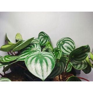 WATERMELON PEPEROMIA (Peperomia argyreia)内裤/帽子/上衣/苹果/生菜/母婴/手链/芹菜/头饰/园艺/ LCNB