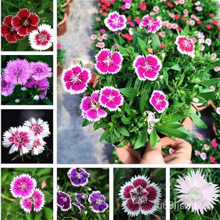 ถูก ใหม่ สายพันธุ์ปลูกง่าย บอนสีสวยๆ 200 เมล็ด เมล็ดพันธุ์ ดอกผีเสื้อ Dianthus Flower Seeds บอนสีหายาก เมล็ดพันธุ์ เป FR