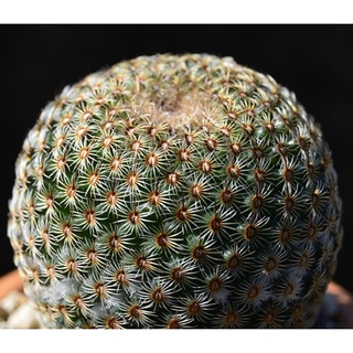 mammillaria huitzilopochtli(ไม้เมล็ด)