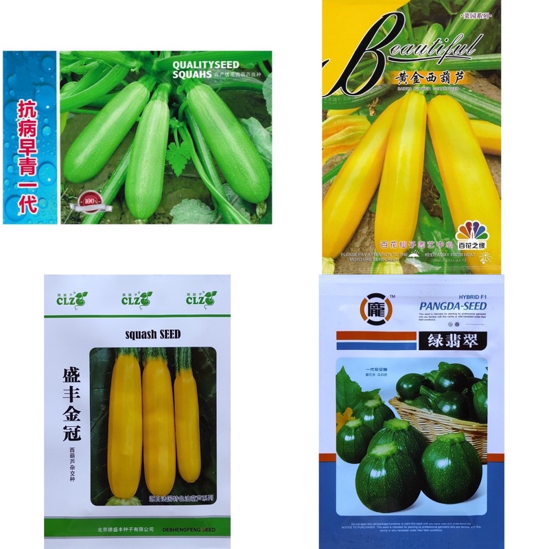 เมล็ด ซูกินี เขียว zucchini บรรจุ10-25 เมล็ด ซูกินีลูกกลม เหลือง สายพันธุ์ OP/F1 สายพันธุ์ OP