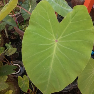Colocasia red eye gecko ️โคโลคาเซีย เรด อาย