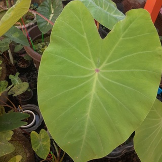 Colocasia red eye gecko ️โคโลคาเซีย เรด อาย