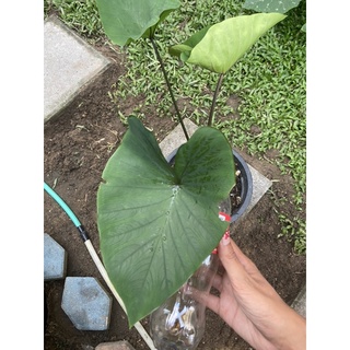 colocasai big depper  ใบใหญ่กว่า coffee cup สูง 50 cm +ให้ลูกเก่งมาก #big deeper#colocasia