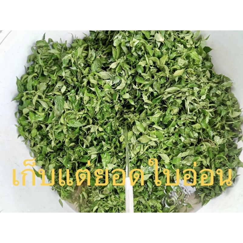 ชาเลือดมังกร ออแกนิค 🌱เด็ดแต่ยอดอ่อนๆ🌱สีแดงๆเป็นสีโดยธรรมชาติของชา100% (30กรัม) - รูปที่ 2