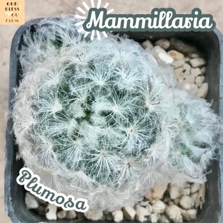 [แมมขนนกขาวฟอร์มกอ] Mammillaria Plumosa ส่งพร้อมกระถาง แคคตัส Cactus Succulent Haworthia Euphorbia ไม้หายาก พืชอวบน้ำ