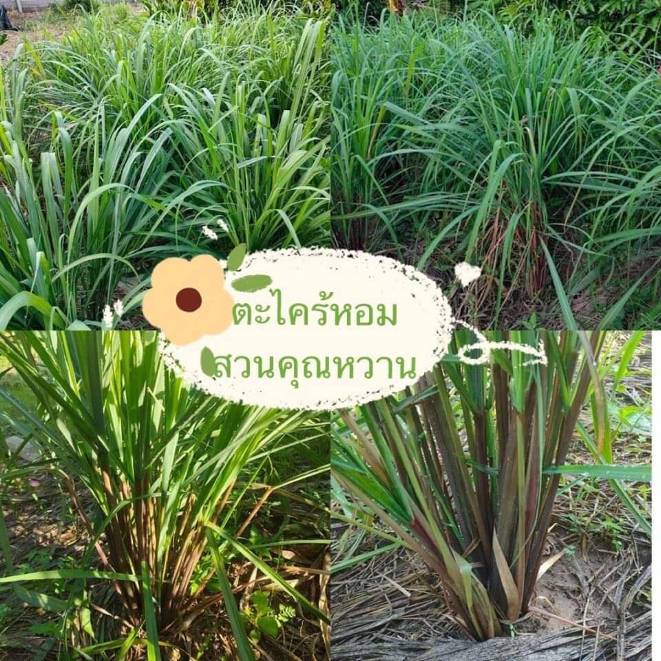ตะไคร้หอม สมุนไพรไล่ยุงเซต 10 ต้น ราคาถูก ต้นสวย กลิ่นหอม ปลูกแบบไม่ใช้สารเคมี