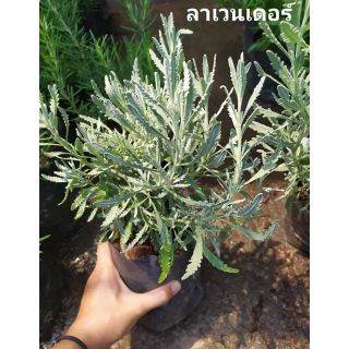 🌿ลาเวนเดอร์ lavender