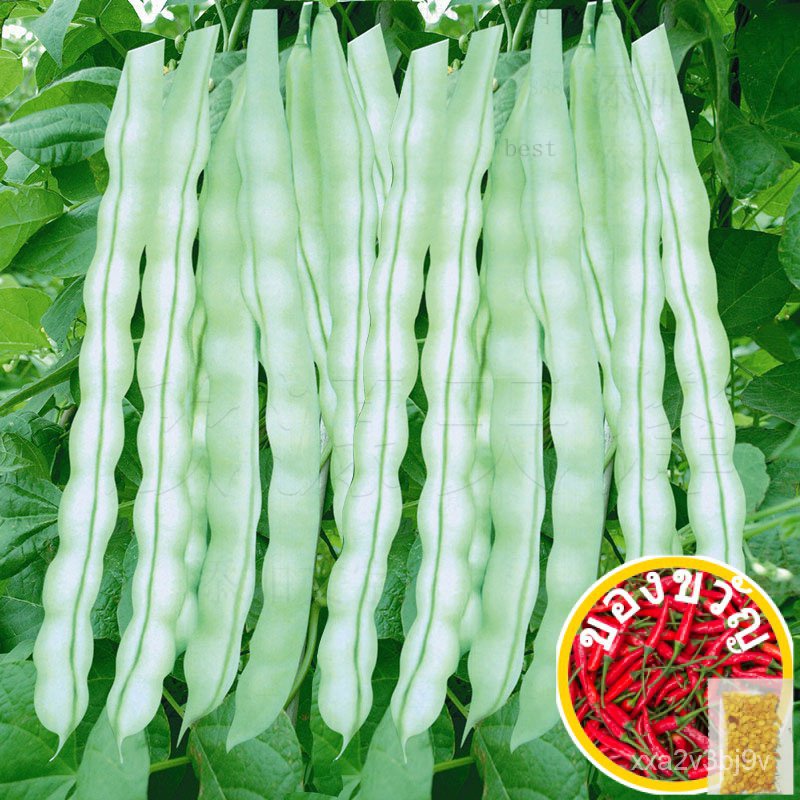 Nine White Kidney Bean Seed Unbeaten Kidney Bean Angle Frame Beans Sauteed Green Beans Vegetables Spring Heat-Resistantเ