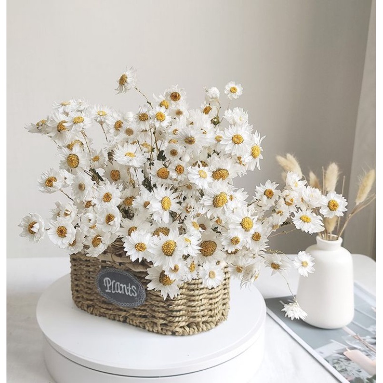 พร้อมส่ง COD ดอกเดซี่แห้ง ดอกไม้จริง สีขาว/ชมพู พร๊อพถ่ายรูป แต่งห้อง ร้านกาแฟ คาเฟ่