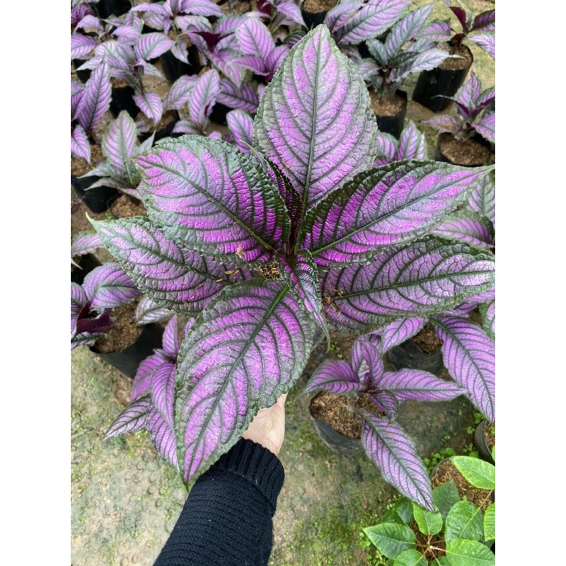 ต้น นาคบริพัตร ต้นนาคบริพัตร ใบสีม่วงสวย 🌿