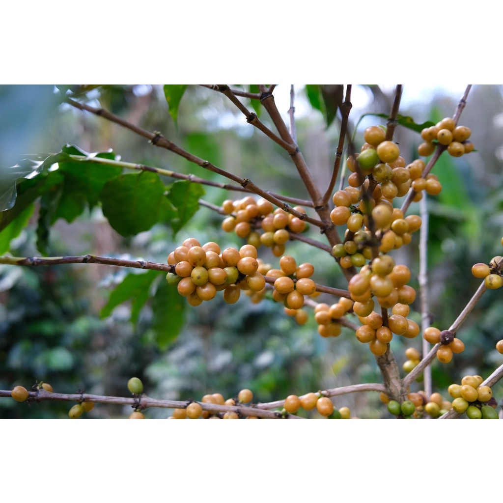 MT Honey Process ขนาด 250g. Full City+ Roast เมล็ดกาแฟดอยแม่จันใต้ คั่วกลางค่อนเข้ม คั่วใหม่ - รูปที่ 5