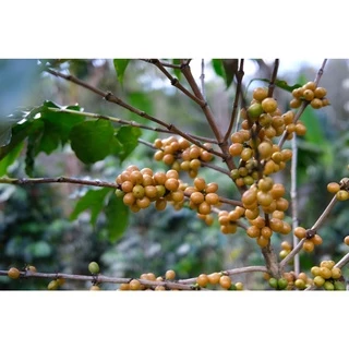 MT Honey Process ขนาด 250g. Full City+ Roast เมล็ดกาแฟดอยแม่จันใต้ คั่วกลางค่อนเข้ม คั่วใหม่