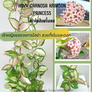 Hoya carnosa krimson princess โฮย่าคาโนซ่า คิมสันปริ๊นเซส ไม้ประดับ สะสม ไม้ดอก ใบด่าง