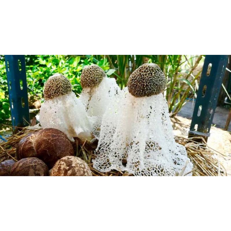 ก้อนเชื้อเห็ดเยื่อไผ่สายพันธุ์จีน 1ก้อน50บาท ก้อนเชื้อเพิ่งเริ่มเดินได้30%