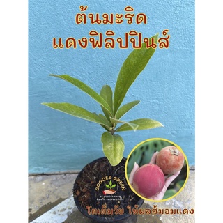 พร้อมส่งมาก ต้นมะริด ไม้มะริด Diospyros blancoi ไม้โบราณ ไม้โตช้า หายาก ถูกนำมาเลี้ยงปรับสภาพในไทยแล้วต้นแข็งแรง