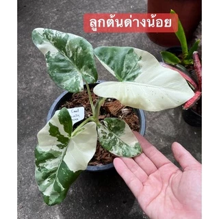 บอนกระดาด🔥 Hot🔥บอนกระดาษ ต้นบอนกระดาดด่าง Alocasia macrorrhizos (L.) G.Don