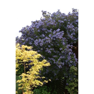 Victoria California  Lilac ต้นไลแลค 1 PLANT of  ceanothus repens **  The picture show mother plant NOT FOR SALE,  you