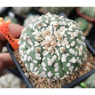 แอ​สโตร​ไ​ฟตั้​ม​  วี​  เว้า #แคสตัส castus​ astrophytum แอสโตร แอสโตร​ไ​ฟตั้​ม แอสโตรไฟตัม กระบองเพชร แอสโตรวี